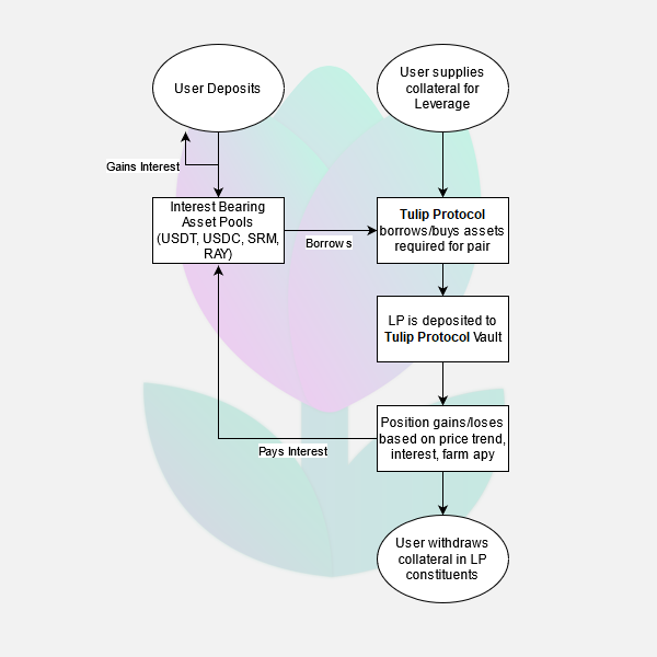 What is Tulip Protocol? Leverage Yield Farming on Solana