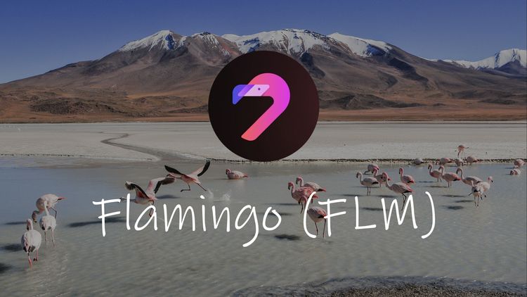 flamingo finance