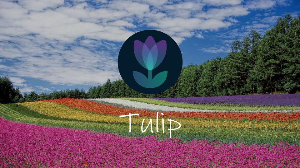 What is Tulip Protocol? Leverage Yield Farming on Solana
